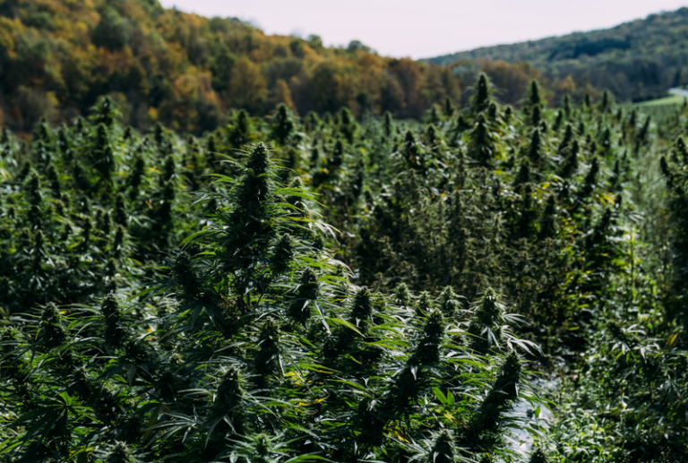 Image is of a field of cannabis plants, concept of Georgia's cannabis laws